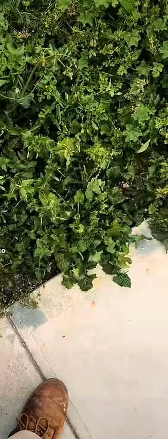 Weeds pulled out of a blocked gutter